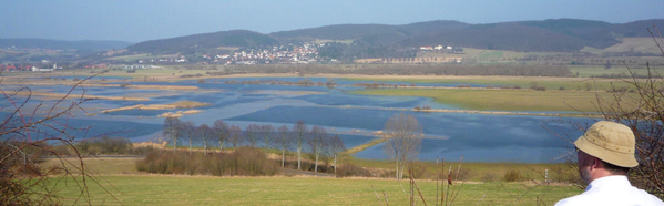 Wildlife observation in the Leinepolder area