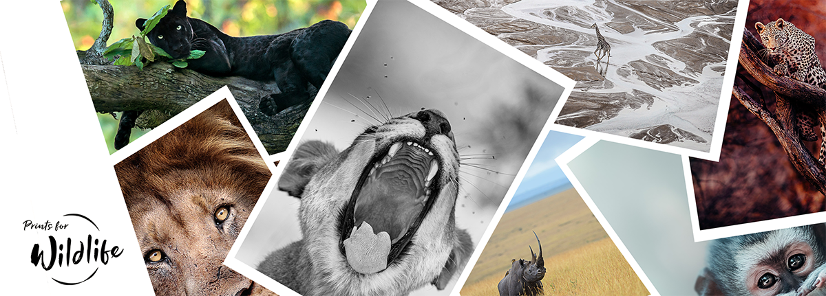 Read more about the article Hahnemühle supports “Prints for Wildlife” photo art charity